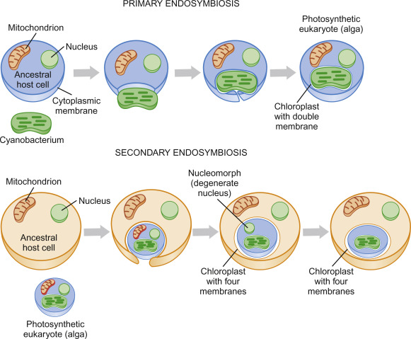 Primary vs. secondary endosymbiosis: primary endosymbiosis shows an ancestral host cell engulfing a mitochondrion-precursor, then a cyanobacterium, producing a photosynthetic eukaryote with a double-membrane chloroplast; secondary endosymbiosis shows a different ancestral host cell engulfing that entire photosynthetic eukaryote (alga), producing a chloroplast with four membranes and a residual nucleomorph
