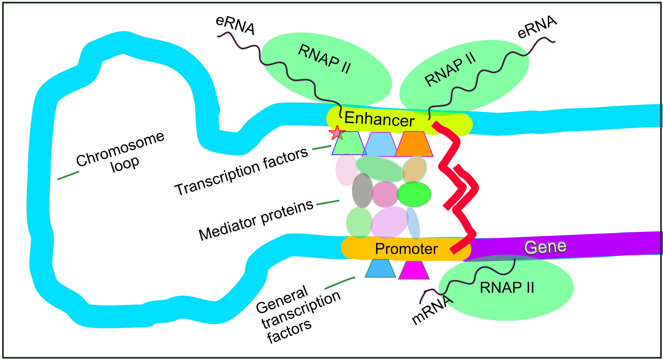 DNA looping brings a distal enhancer (bound by transcription factors, general transcription factors, and RNA polymerase II producing eRNA) into direct contact with the gene’s promoter (also RNAP II-bound, producing mRNA) via a bridging Mediator protein complex; the intervening chromosome loop is shown explicitly