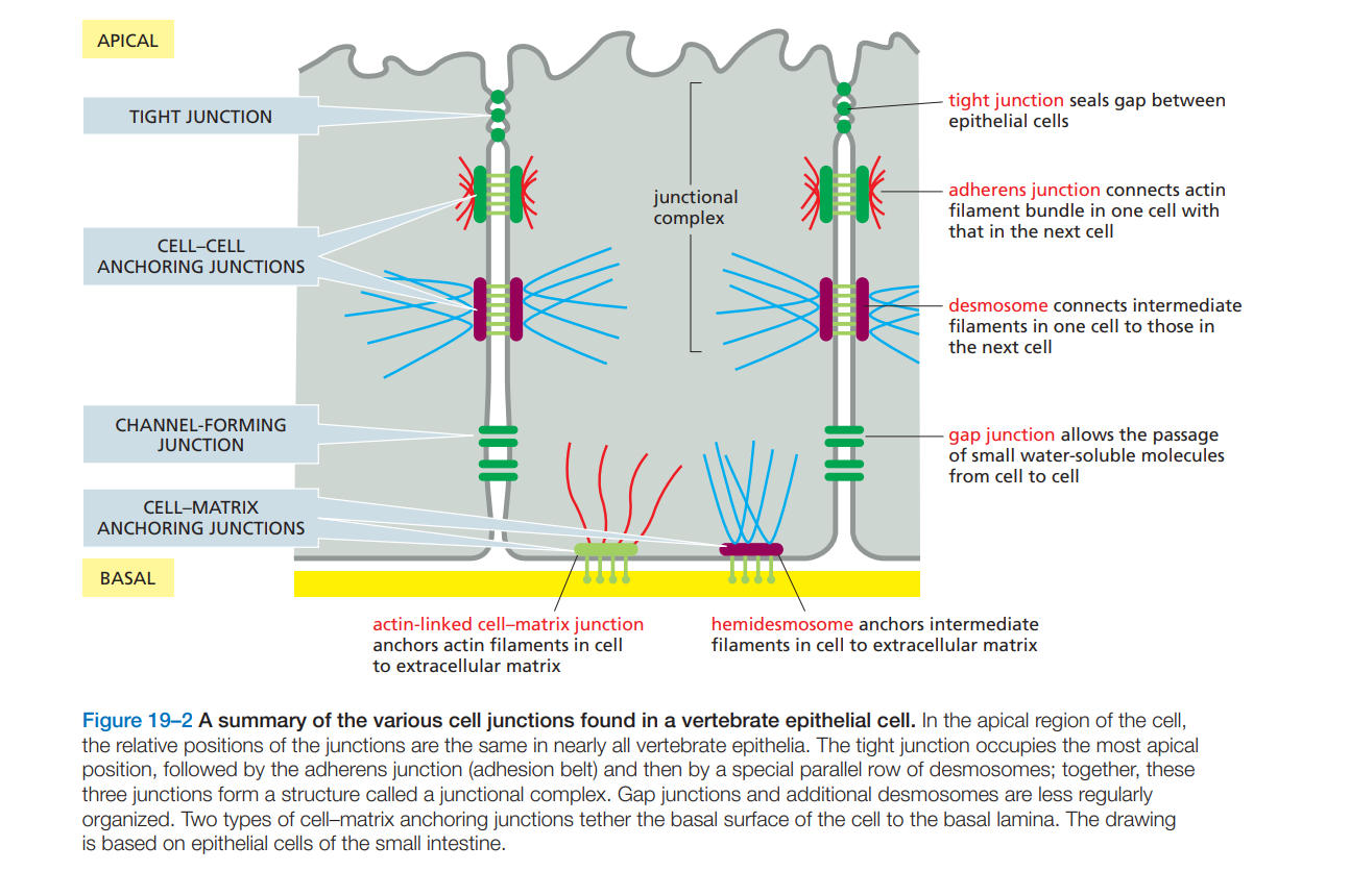 Cross-section of a vertebrate epithelial cell junctional complex: tight junction (apical-most), adherens junction and desmosome (cell-cell anchoring junctions, connecting actin and intermediate filaments respectively between cells), gap junction, and two cell-matrix anchoring junctions (actin-linked and hemidesmosome) at the basal surface