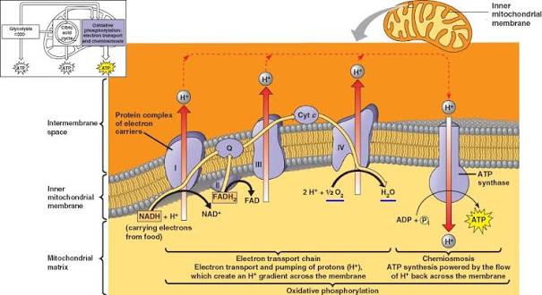 Electron transport chain and ATP synthase across the inner mitochondrial membrane: NADH and FADH2 donate electrons at Complexes I/II, electrons pass through the protein complex chain (Q, Complex III, cytochrome c, Complex IV) reducing O2 to H2O, protons are pumped into the intermembrane space at each step, and ATP synthase uses the resulting gradient to phosphorylate ADP