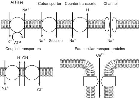 Membrane transport protein architectures: ATPase (Na+/K+ pump using ATP), cotransporter (Na+/glucose symport), counter-transporter (H+/Na+ antiport), and a channel (passive Na+ flow), plus coupled transporters and paracellular transport proteins between adjacent cells