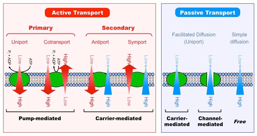 Active vs. passive transport side by side: primary active transport (ATPase uniport/cotransport, ATP hydrolysis driving low-to-high solute movement) and secondary active transport (antiport/symport, existing gradient driving one solute up against low-to-high movement) grouped under Active Transport; facilitated diffusion and simple diffusion (both high-to-low, no energy input) grouped under Passive Transport