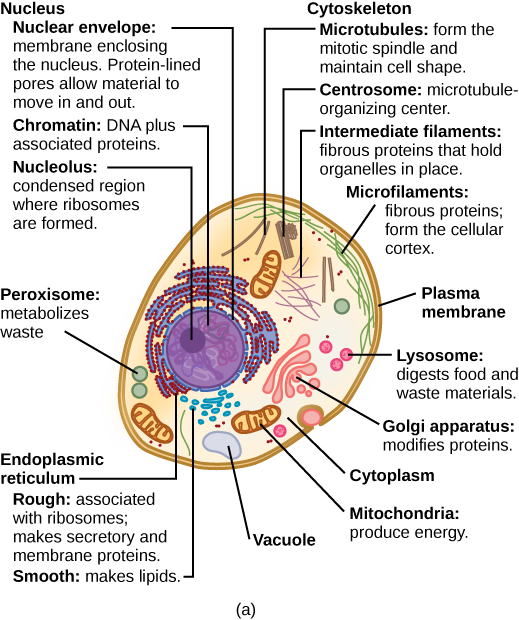 Generalised animal cell cutaway diagram with nucleus (nuclear envelope, chromatin, nucleolus), rough and smooth endoplasmic reticulum, Golgi apparatus, mitochondria, lysosome, peroxisome, vacuole, and cytoskeletal elements (microtubules, centrosome, intermediate filaments, microfilaments) all labelled