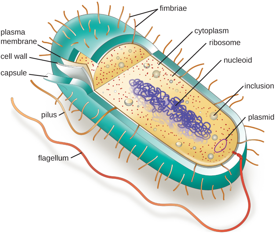 Generalised prokaryotic cell cutaway diagram with cell wall, plasma membrane, capsule, cytoplasm, ribosomes, nucleoid (with its DNA drawn as a tangled loop), an inclusion body, and a plasmid labelled, plus external pili, fimbriae, and a flagellum