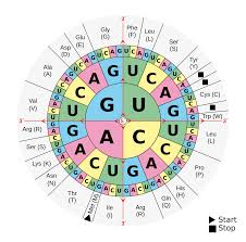 Circular genetic code wheel: reading from the centre outward gives the first, second, and third codon positions, mapping all 64 codons to their amino acid (three-letter code) or Start/Stop designation as marked in the legend