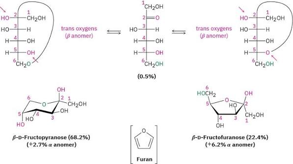 Open-chain fructose interconverting with its cyclic β-D-fructopyranose (68.2%) and β-D-fructofuranose (22.4%) ring forms via the trans-oxygen (β-anomer) open-chain intermediate, carbons numbered 1-6