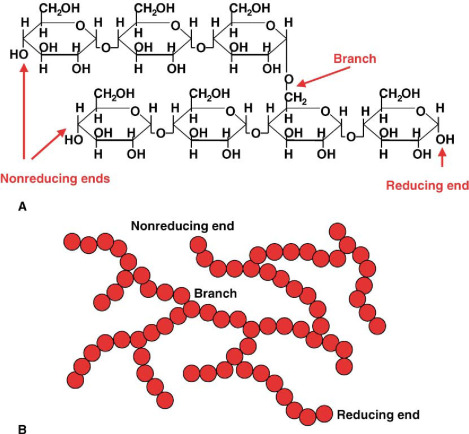 Chair-structure and schematic bead-chain diagrams of glycogen branching: linear α(1→4)-linked glucose chains with an α(1→6) branch point, multiple non-reducing ends, and one reducing end