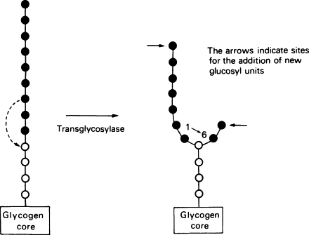 Enzymatic mechanism of glycogen branch formation: transglycosylase acts on a linear glucose chain attached to the glycogen core, creating a new α(1→6) branch point (numbered 1 and 6) with the arrows marking sites for further glucosyl unit addition