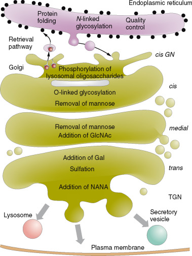 Golgi cisternae from cis to trans (via the trans-Golgi network, TGN): cis cisternae perform O-linked glycosylation and mannose removal; medial cisternae remove more mannose and add GlcNAc; trans cisternae add galactose, sulfation, and NANA; the TGN sorts cargo into lysosome, plasma membrane, and secretory vesicle destinations, with ER-side N-linked glycosylation and quality control shown feeding in