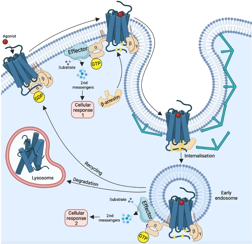 GPCR activation cycle: agonist binding triggers GDP release from Gα and GTP loading, Gα-GTP dissociates from Gβγ to activate effectors and produce a cellular response, β-arrestin binding leads to receptor internalisation into an early endosome, and the receptor is either recycled back to the membrane or degraded in the lysosome