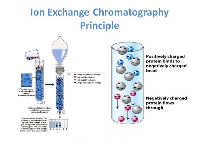 Ion-exchange chromatography principle: a protein mixture loaded onto a column of charged polymer beads; positively charged protein binds a negatively charged bead while negatively charged protein flows through unbound, with proteins eluting at different rates depending on net charge