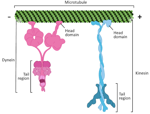 Dynein and kinesin bound to the same microtubule, oriented toward opposite ends: dynein’s head and tail domains face the minus end, kinesin’s head and tail domains face the plus end