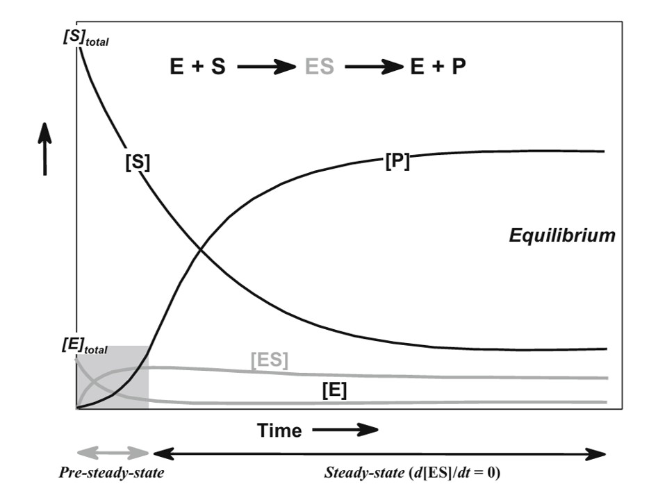 Pre-steady-state and steady-state phases of an enzyme reaction — [S] falling, [P] rising, and [ES]/[E] reaching a stable plateau during the steady-state window