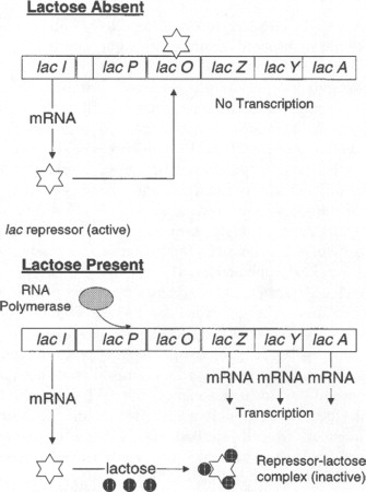 lac operon in the repressed state (lactose absent): active lac repressor bound at the operator blocks transcription; and in the induced state (lactose present): lactose binds and inactivates the repressor (forming a repressor-lactose complex), RNA polymerase transcribes lacZ, lacY, lacA into separate mRNAs
