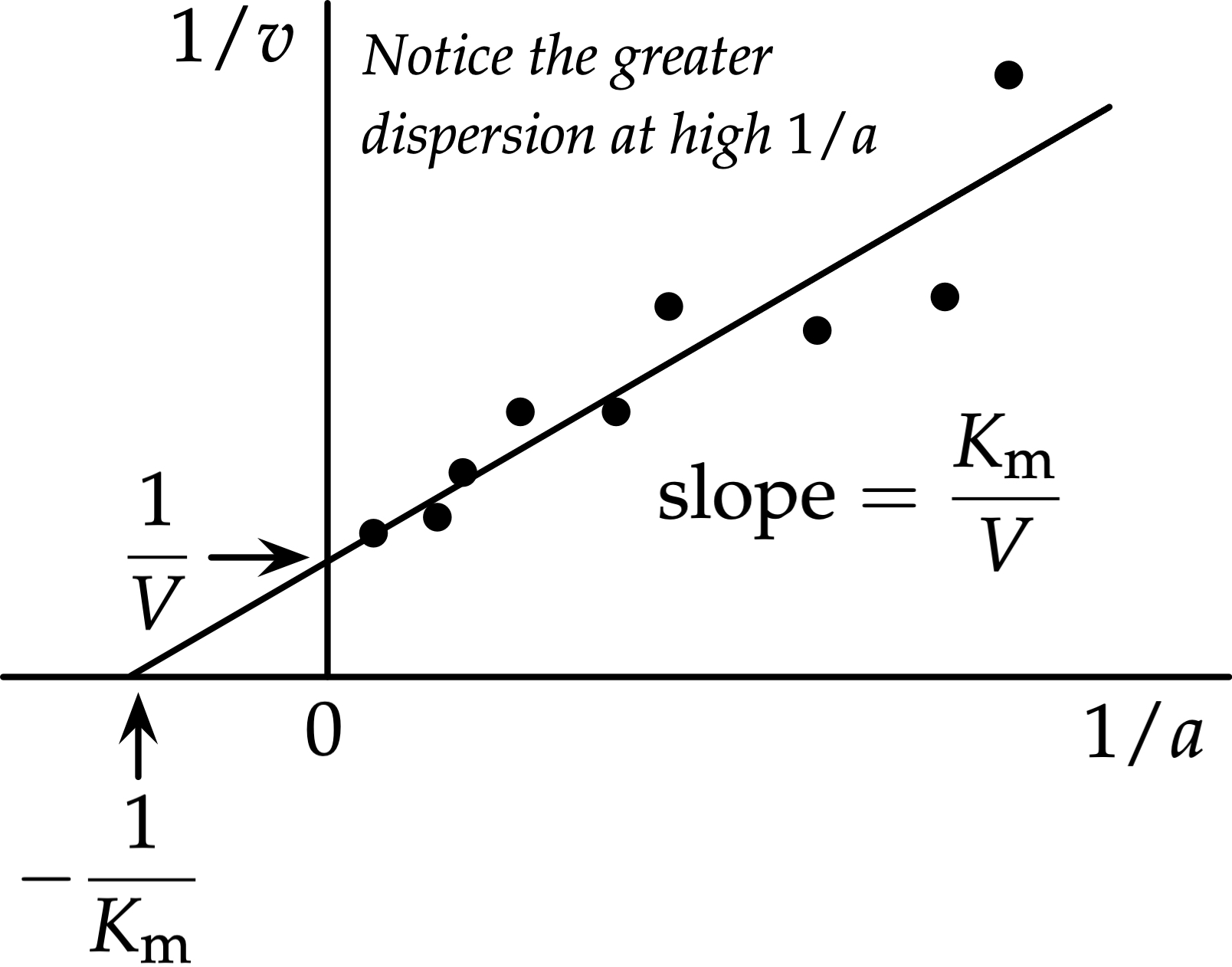 Lineweaver-Burk plot: 1/v against 1/a, straight line fitted through scattered data points, with slope Km/V, y-intercept 1/V, and x-intercept -1/Km labelled