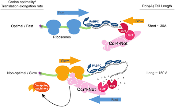 mRNA circularisation via poly(A)-binding protein (PABPC) bound along the poly(A) tail, contacting translating ribosomes at the 5’ end and the Ccr4-Not deadenylase complex at the 3’ end: short poly(A) tails (~30 A) are associated with fast translation elongation and slow deadenylation, while long poly(A) tails (~150 A) are associated with slow elongation, fast deadenylation, and mRNA decapping