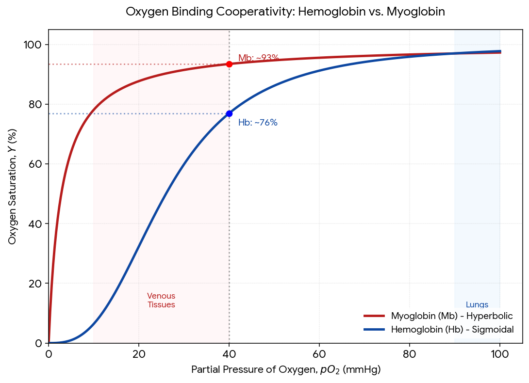 Oxygen saturation vs. pO2 for hemoglobin (blue, sigmoidal) and myoglobin (red, hyperbolic), with venous-tissue and lung pO2 ranges shaded and the ~40 mmHg tissue point marked: myoglobin sits at ~93% saturation there vs. hemoglobin’s ~76%