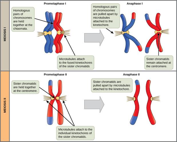 Meiosis I vs. meiosis II chromosome separation: in meiosis I, homologous chromosome pairs held together at the chiasmata (prometaphase I) are pulled apart at anaphase I with sister chromatids staying joined; in meiosis II, sister chromatids held at the centromere (prometaphase II) are pulled apart individually at anaphase II