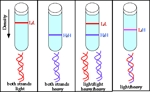 Meselson-Stahl density-gradient results across four hypothetical scenarios: both strands light, both strands heavy, a light/light + heavy/heavy mixture, and a light/heavy hybrid — the single intermediate band (light/heavy) is the actual observed result supporting semiconservative replication