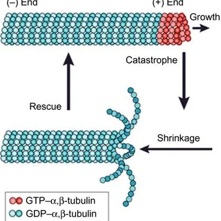 Microtubule dynamic instability cycle: a GTP-tubulin cap (red) at the plus end supports continued growth; loss of the cap triggers catastrophe and rapid shrinkage (GDP-tubulin peeling away, blue); a new GTP cap can form again, triggering rescue back into a growth phase
