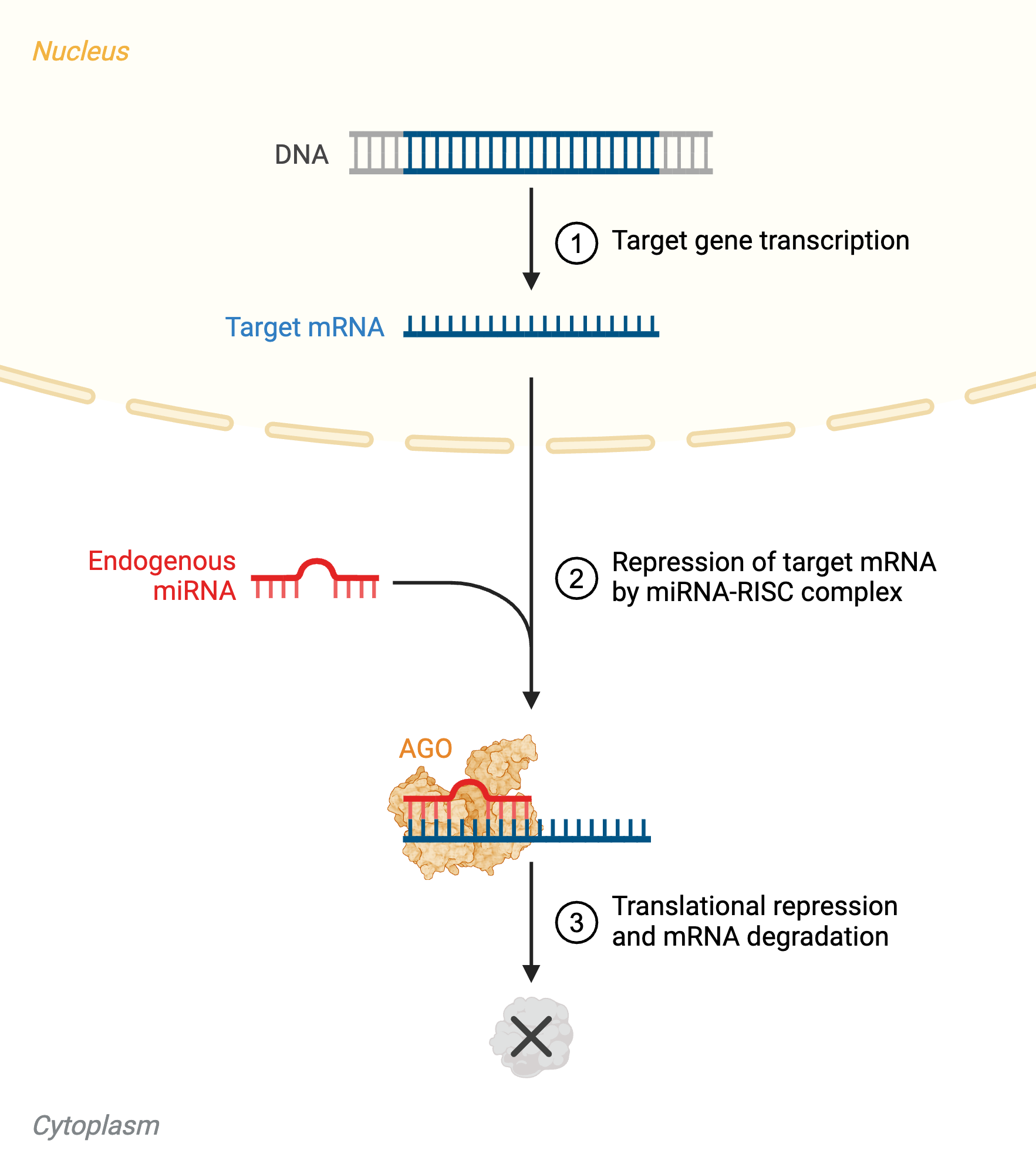 miRNA/RISC mechanism: a target gene is transcribed into target mRNA in the nucleus; in the cytoplasm, an endogenous miRNA (hairpin structure) is loaded into an Argonaute (AGO) protein, base-pairs with the target mRNA, and the resulting miRNA-RISC complex causes translational repression and mRNA degradation