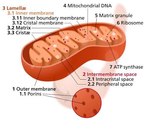 Mitochondrion cutaway: outer membrane with porins, folded inner membrane (cristae, further split into inner boundary membrane and cristal membrane), intermembrane space (intracristal and peripheral space), matrix, matrix granules, mitochondrial DNA, and ribosomes all labelled