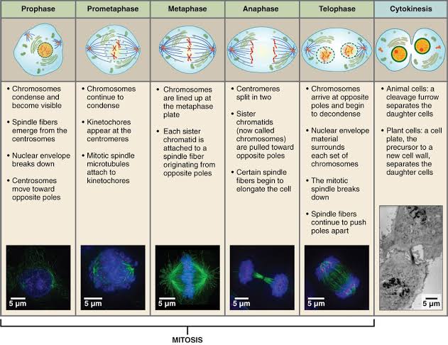 The six stages of mitosis (prophase through cytokinesis) shown as labelled diagrams with matching fluorescence micrographs below each stage, spindle fibers in green and chromosomes in blue, with the key events of each stage listed as bullet points