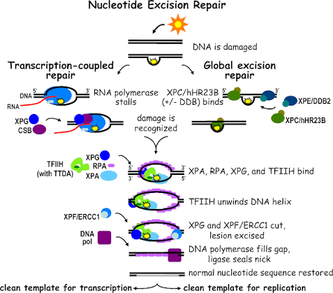 Nucleotide excision repair via both transcription-coupled repair (RNA polymerase stalling at the lesion recruits repair factors) and global genome repair (XPC/hHR23B scans and recognises damage anywhere in the genome): both converge on TFIIH-mediated helix unwinding, XPG/XPF-ERCC1 dual incision excising the lesion-containing segment, gap-filling DNA polymerase, and ligase sealing the nick