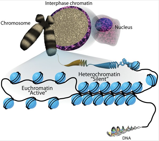 DNA packaged into nucleosomes (blue beads), forming a chromatin fiber that includes both loosely packed “active” euchromatin and densely packed “silent” heterochromatin regions, further condensing into the interphase chromatin domain of a mitotic chromosome inside the nucleus