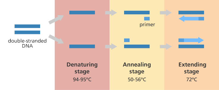 PCR three-step cycle: double-stranded DNA is denatured into single strands (94-95°C), primers anneal to their complementary sequences (50-56°C), and polymerase extends each primer (72°C) to synthesise new complementary strands