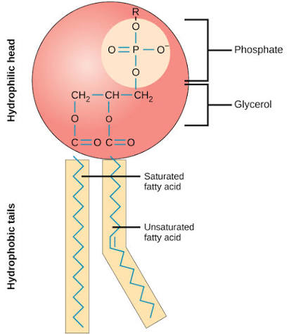 Phospholipid structure: a hydrophilic head made of a variable R group, phosphate, and glycerol backbone, connected to two hydrophobic fatty acid tails — one saturated (straight) and one unsaturated (kinked)