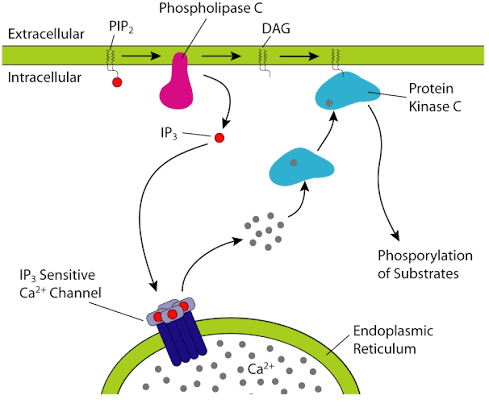 PLC cleaves membrane PIP2 into IP3 and DAG; IP3 diffuses to the ER and opens an IP3-sensitive Ca2+ channel, releasing stored Ca2+; DAG remains in the membrane and, together with the released Ca2+, activates protein kinase C, which phosphorylates downstream substrates