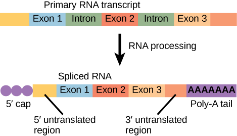 Primary RNA transcript with alternating exons and introns, processed via RNA processing (splicing) into spliced RNA retaining only the exons, plus a 5’ cap and poly-A tail added, with 5’ and 3’ untranslated regions marked
