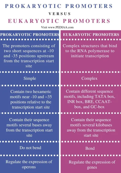 Prokaryotic vs. eukaryotic promoters compared: prokaryotic promoters are simple, with two short hexameric motifs at the -10 and -35 positions close to the transcription start site, don’t bend, and regulate operons; eukaryotic promoters are complex structures with diverse motifs (TATA box, INR box, BRE, CCAAT-box, GC-box) located kilobases away, bend upon binding, and regulate individual genes
