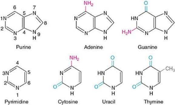 Purine (fused six/five-membered ring) and pyrimidine (single six-membered ring) parent structures, with all five nitrogenous bases shown: adenine and guanine (purines), cytosine, uracil, and thymine (pyrimidines), amino/carbonyl substituents highlighted