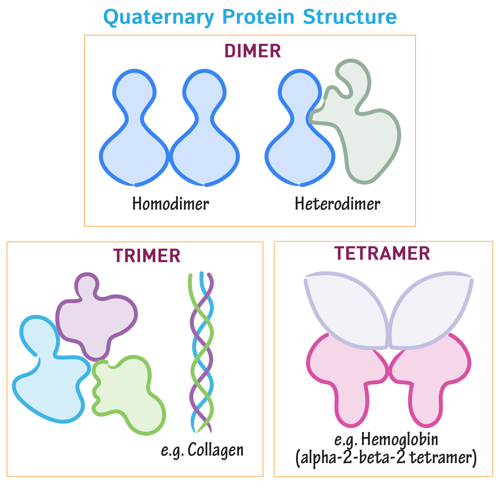 Quaternary protein structure examples: dimers (homodimer vs. heterodimer), a trimer (collagen’s triple helix), and a tetramer (hemoglobin’s α2β2 assembly)