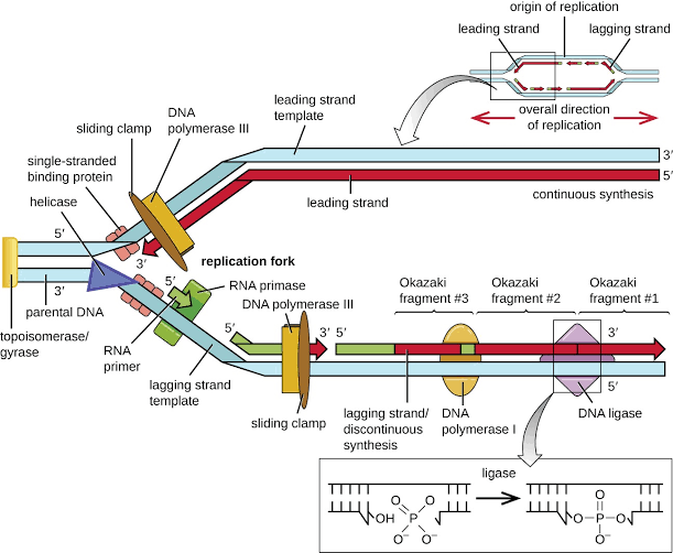 Full replication fork: helicase and topoisomerase/gyrase unwind parental DNA ahead of the fork, single-stranded binding protein coats exposed template, primase lays RNA primers, DNA polymerase III synthesises the leading strand continuously and the lagging strand as discrete Okazaki fragments (each on its own sliding clamp), DNA polymerase I replaces RNA primers with DNA, and ligase seals the remaining nicks — with an inset showing the overall bidirectional fork geometry from a single origin
