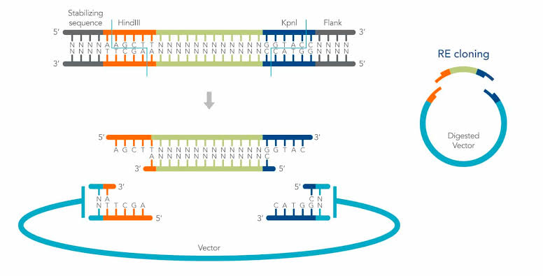 Restriction enzyme cloning: a stabilizing/flanking DNA region containing HindIII and KpnI recognition sites is cut, producing sticky-ended fragments (5’ AGCT and GGTAC overhangs); the excised insert and a digested circular vector cut with the same enzymes share complementary sticky ends, allowing ligation into a recombinant vector