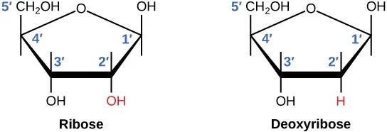 Ribose (RNA sugar) vs. deoxyribose (DNA sugar) furanose rings, numbered 1’-5’, with the 2’ position highlighted: an -OH group in ribose vs. an -H in deoxyribose