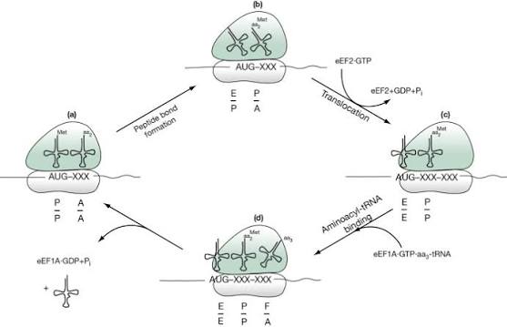 Ribosome elongation cycle across the E/P/A sites: (a) peptide bond formation between the P-site peptidyl-tRNA and A-site aminoacyl-tRNA, (b) the resulting state with tRNAs in E and P/A, (c) eEF2-GTP-driven translocation shifting tRNAs to E and P and opening the A site, (d) eEF1A-GTP-mediated binding of the next aminoacyl-tRNA into the A site, restarting the cycle