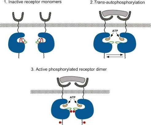 RTK activation mechanism in three steps: (1) inactive receptor monomers before ligand binding, (2) ligand-induced dimerisation bringing the two cytoplasmic kinase domains together for trans-autophosphorylation using ATP, (3) the resulting active phosphorylated receptor dimer with phosphotyrosines marked