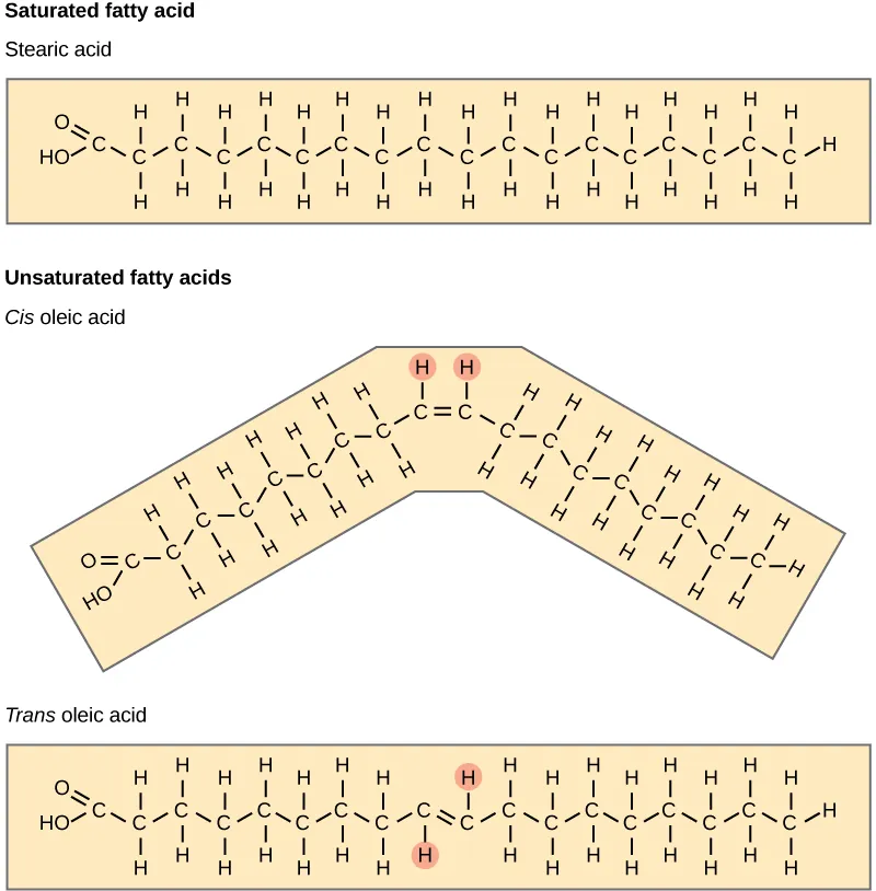 Saturated stearic acid shown as a fully extended straight chain; unsaturated cis-oleic acid shown with a sharp kink at its single C=C double bond; unsaturated trans-oleic acid shown as a nearly straight chain despite also having one C=C double bond, illustrating that it is specifically the cis configuration, not unsaturation alone, that causes the packing-disrupting kink
