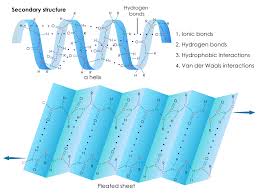 α-helix (coiled ribbon) and pleated β-sheet secondary structures, with the four non-covalent/covalent interaction types that stabilise folded protein structure labelled: ionic bonds, hydrogen bonds, hydrophobic interactions, and van der Waals forces