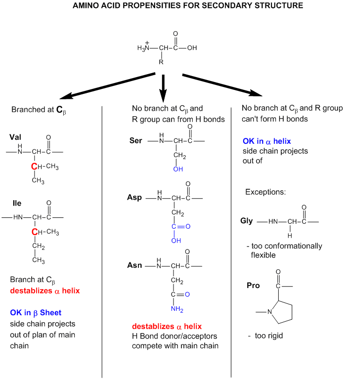 Amino acid propensities for secondary structure: residues branched at Cβ (Val, Ile) destabilise the α-helix but suit β-sheet; residues whose R group can hydrogen-bond (Ser, Asp, Asn) also destabilise the α-helix by competing with backbone H-bonds; Gly (too flexible) and Pro (too rigid, no amide H) are exceptions unsuited to either