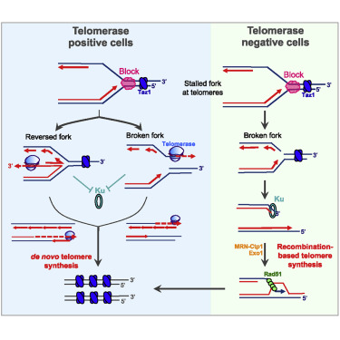 Comparison of telomerase-positive vs. telomerase-negative cells’ response to a stalled replication fork at the telomere: telomerase-positive cells can resolve the block via fork reversal or direct telomerase-mediated de novo telomere synthesis, while telomerase-negative cells rely on Ku- and Rad51-dependent, recombination-based (ALT-type) telomere synthesis after fork breakage