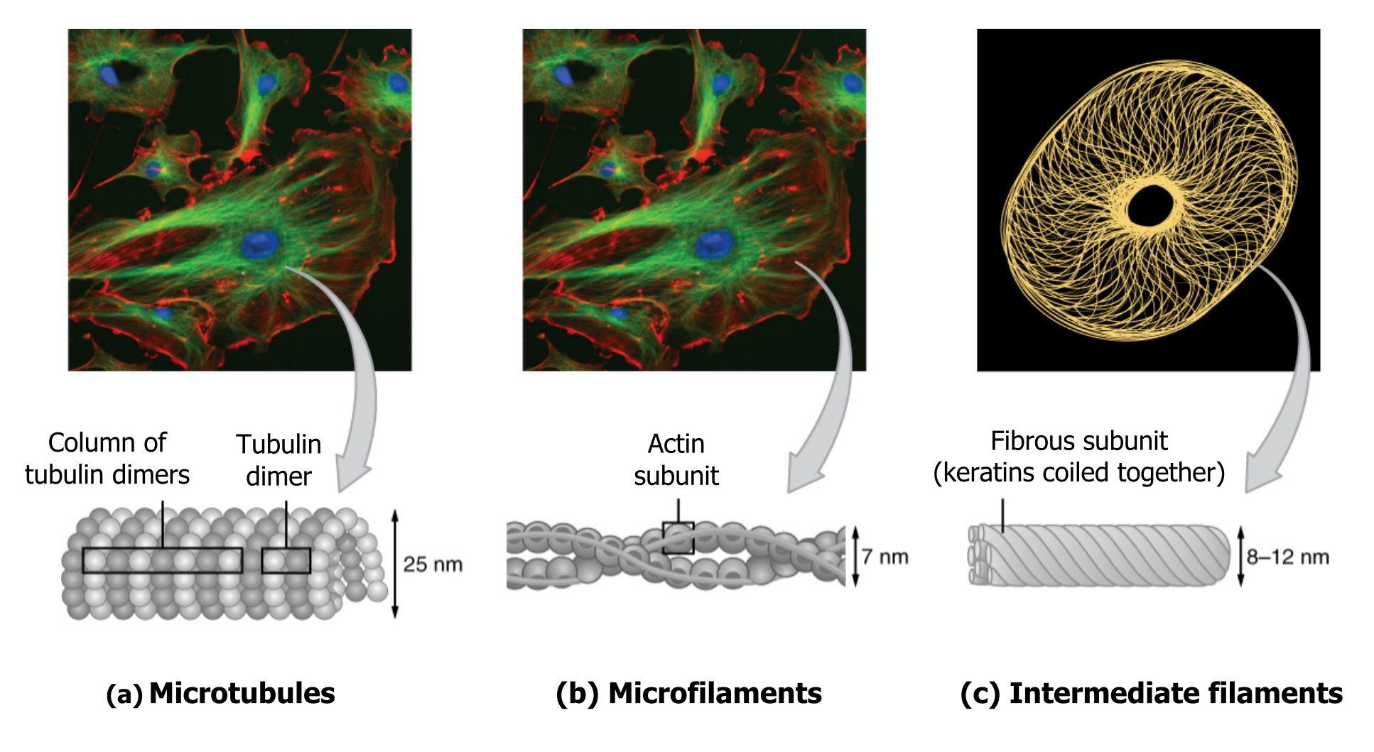Microtubules (25 nm, columns of tubulin dimers), microfilaments (7 nm, twisted actin subunit chain), and intermediate filaments (8-12 nm, coiled fibrous keratin subunits) shown at consistent relative scale with matching fluorescence micrographs of each filament type in cultured cells