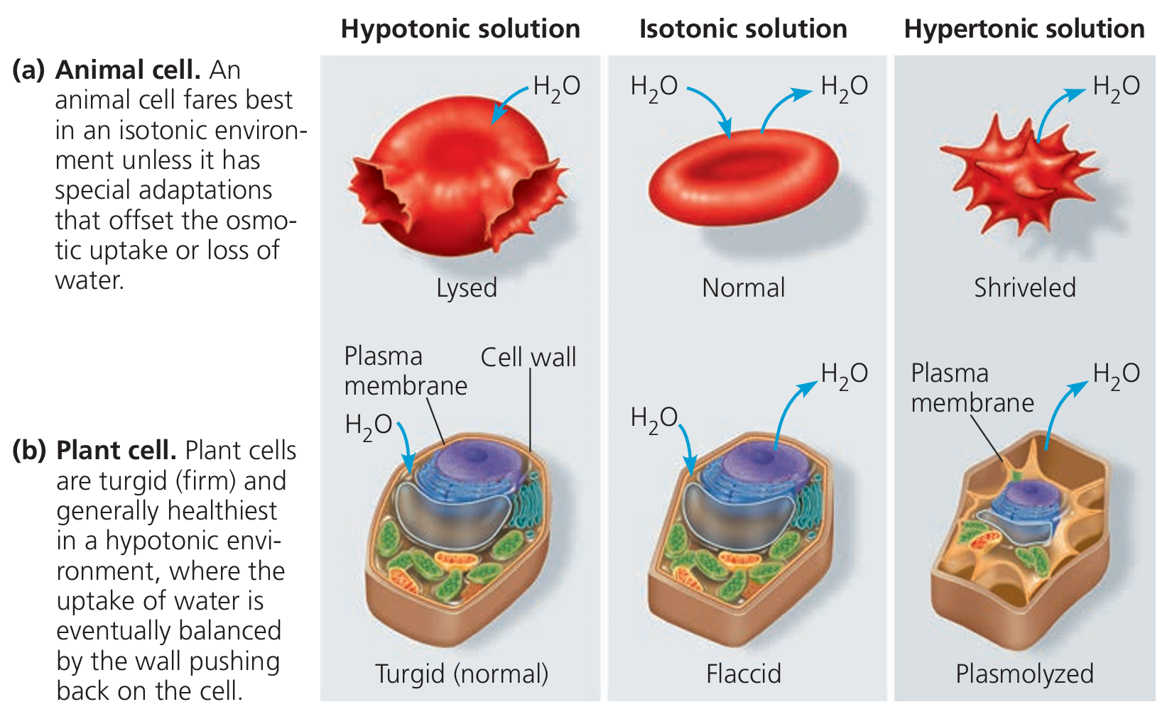 Animal cell (red blood cell) and plant cell responses to hypotonic, isotonic, and hypertonic solutions: animal cells shown lysed, normal, and shriveled respectively; plant cells shown turgid (normal), flaccid, and plasmolyzed respectively, with water movement arrows and plasma membrane/cell wall labelled