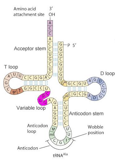 tRNA cloverleaf secondary structure: acceptor stem terminating in the 3’ amino-acid attachment site, D loop, T loop, variable loop, and anticodon stem-loop with the anticodon and its wobble-position base labelled at the bottom