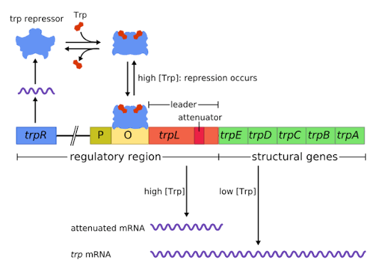 trp operon regulatory region: inactive trp repressor cannot bind DNA alone, but binding tryptophan activates it (high [Trp]: repression occurs) to bind the operator and block transcription; the operon layout shows promoter (P), operator (O), leader (trpL) with its attenuator, and the five structural genes trpE-trpD-trpC-trpB-trpA, with high Trp producing only an attenuated mRNA and low Trp producing the full trp mRNA