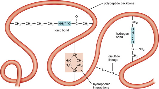 A folded polypeptide backbone with the tertiary stabilising interactions labelled at their respective sites: an ionic bond between charged side chains, a hydrogen bond, hydrophobic interactions clustering nonpolar side chains together, and a covalent disulfide linkage between two cysteines